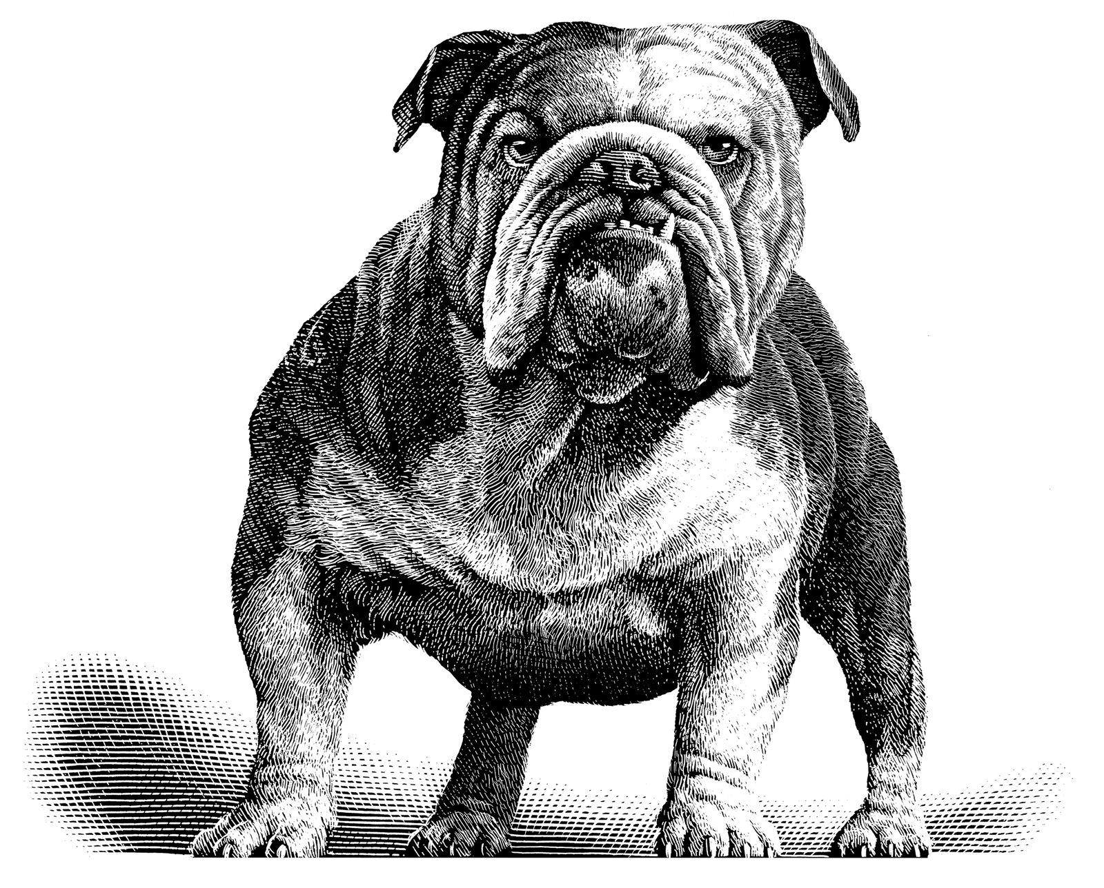 Black silhouette of a cat sitting gracefully with its tail curled around its body, representing elegance and curiosity.