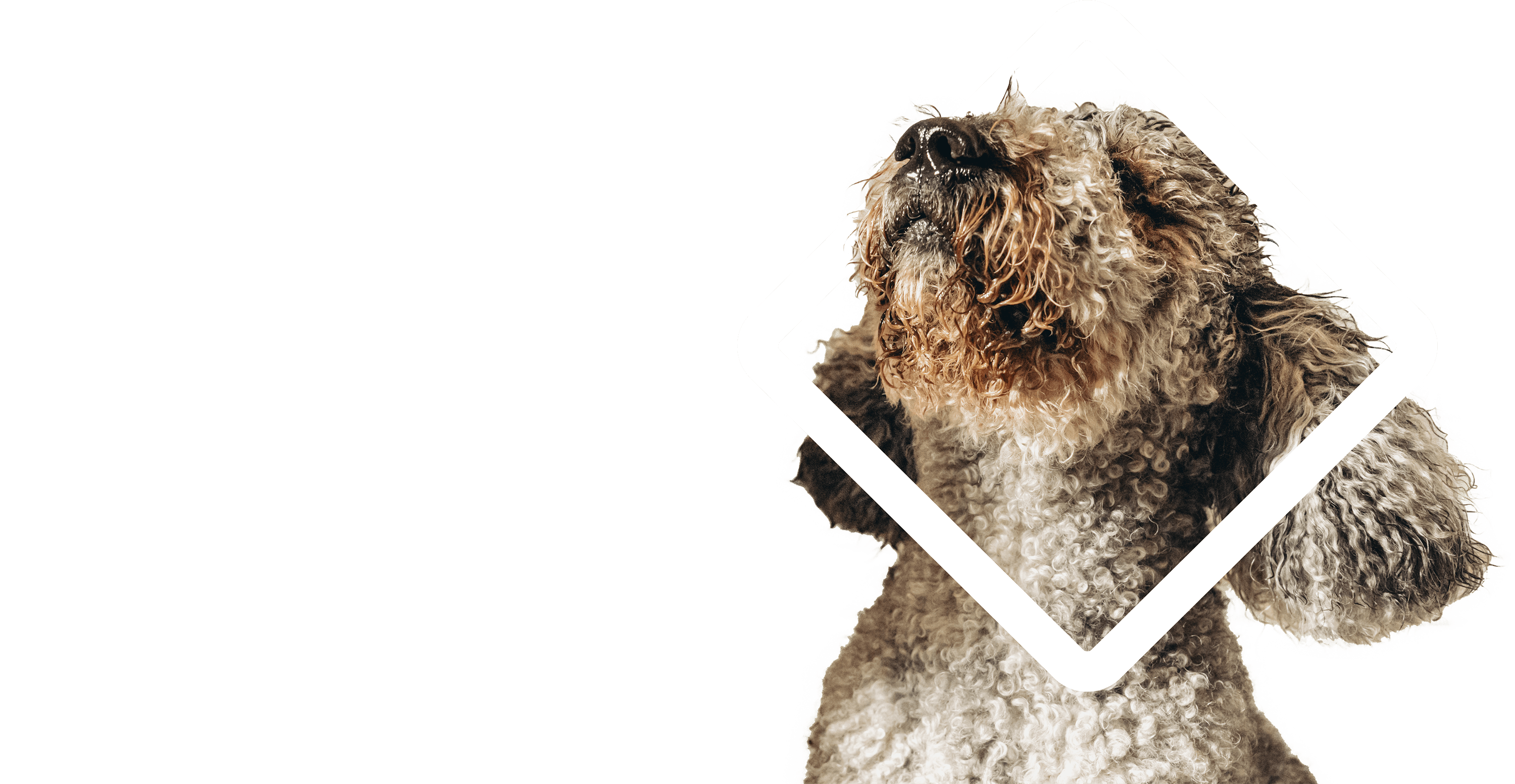 A fluffy dog with curly fur is playfully barking while standing on its hind legs, framed by a geometric white shape. The image captures the dog's lively expression and playful demeanor.